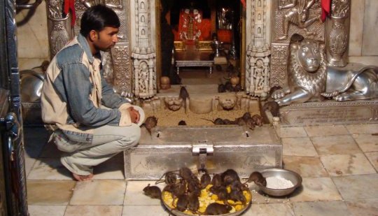 Karni Mata Temple